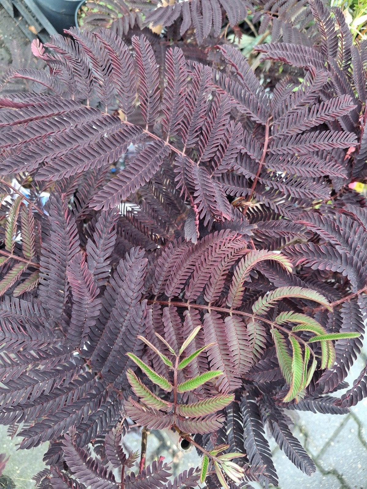Albizia julibrissin 'Summer Chocolate' - Perzische Slaapboom, Tuin en Terras, Planten | Bomen, Minder dan 100 cm, Zomer, Volle zon
