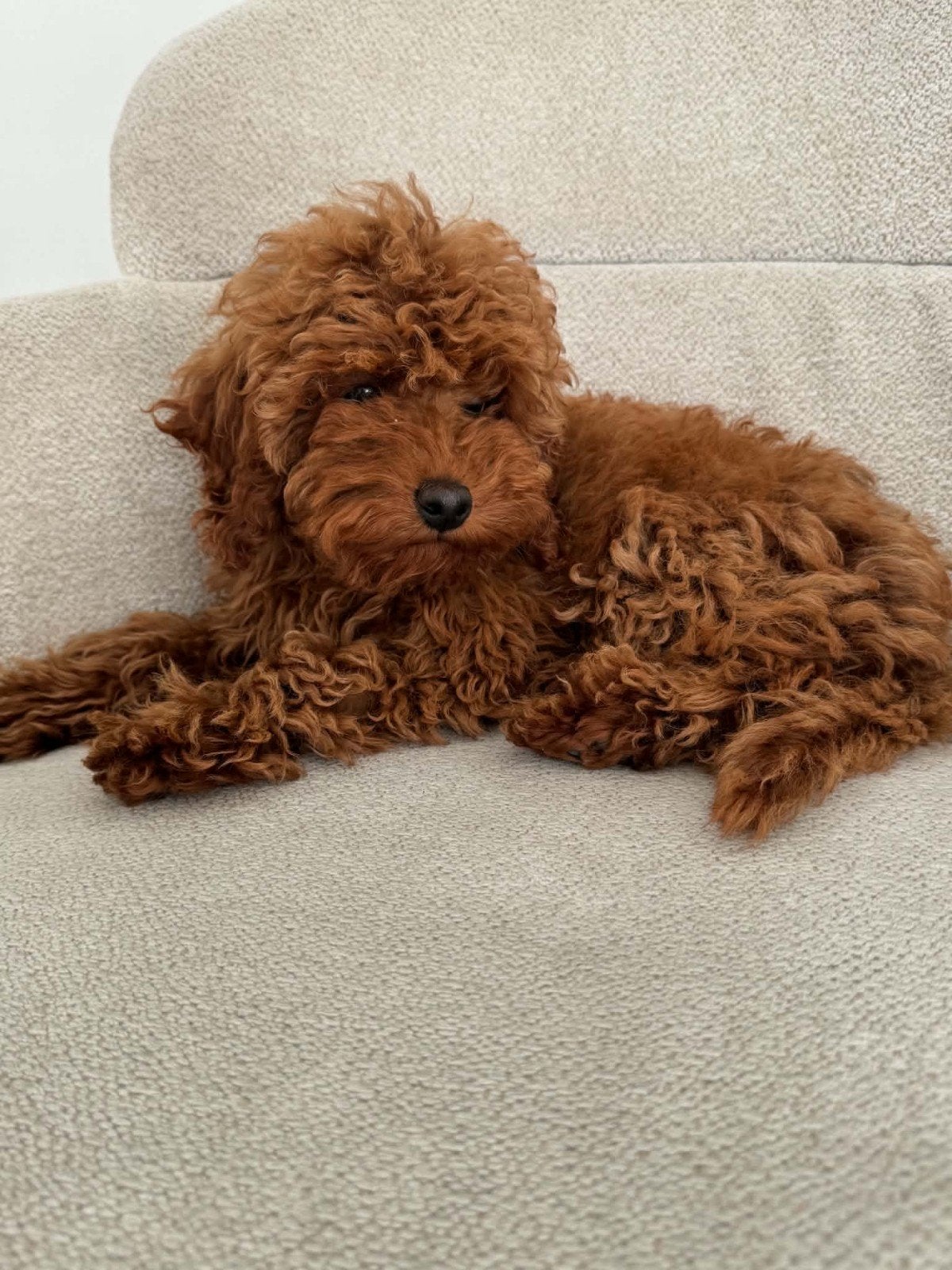 ToyPoedel, Dieren en Toebehoren, Poedel, 15 weken tot 1 jaar, Teef, Eén hond