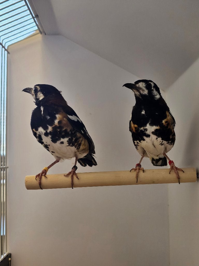 Kastanjeruglijster | Koppel zangvogels | Lijsters, Meerdere dieren, Wildzangvogel, Geringd