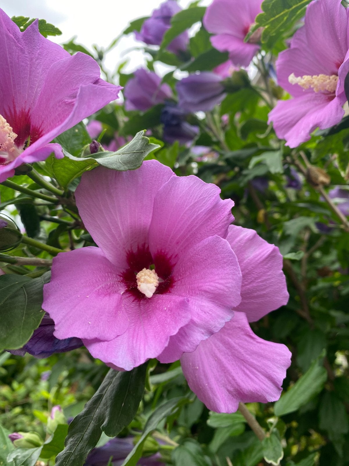 Hibiscusstruik 2,10 M , veel bloemknoppen, paars/roze, Tuin en Terras, Planten | Struiken en Hagen, Ophalen, Overige soorten, 100 tot 250 cm