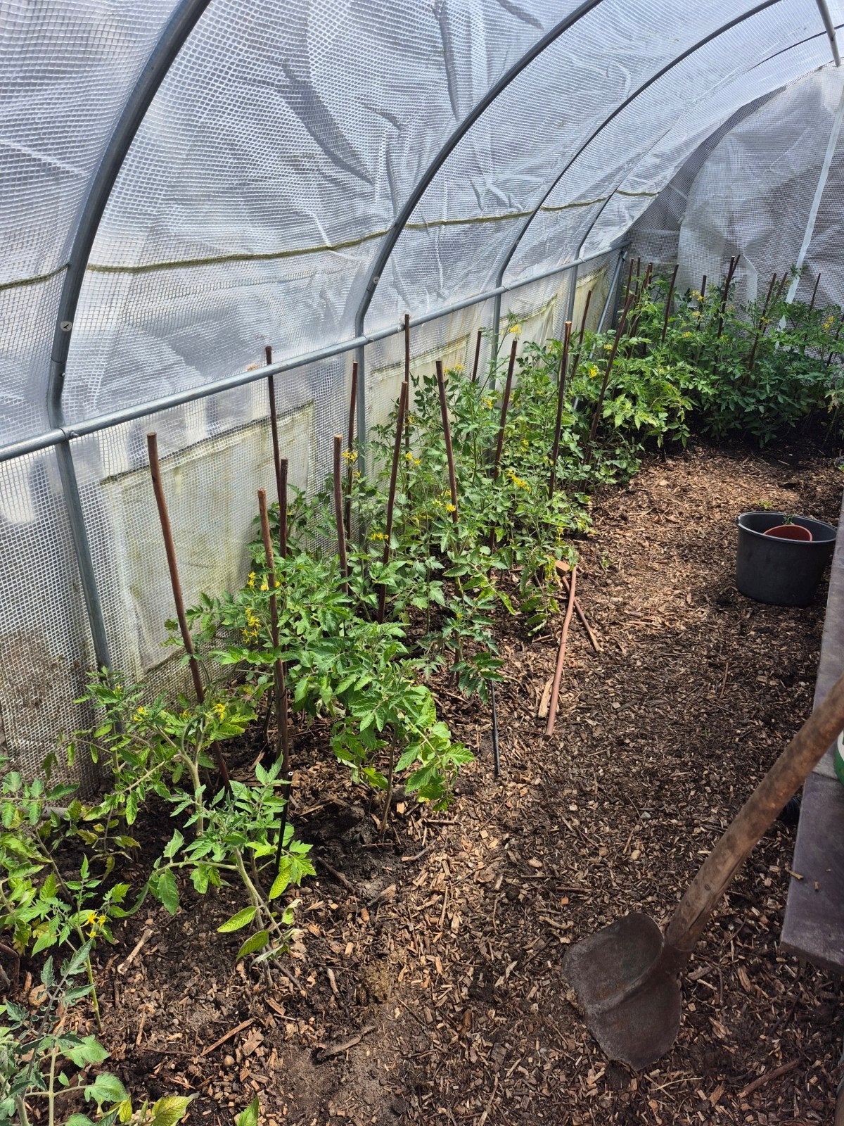 Grote tomatenplanten - 200 stuks met bloei en vruchten, Ophalen of Verzenden, Eenjarig, Overige soorten, Volle zon