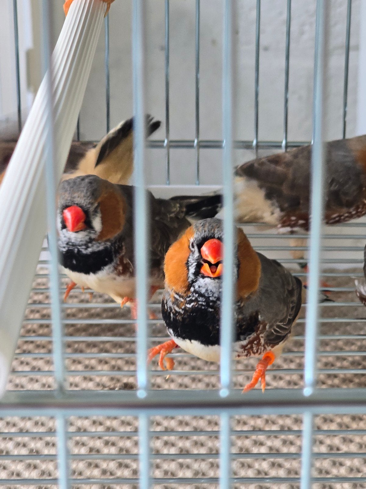 Grote Zwartborst zebravinken koppels 

Vraagprijs is 20€, Dieren en Toebehoren, Meerdere dieren, Tropenvogel, Geringd