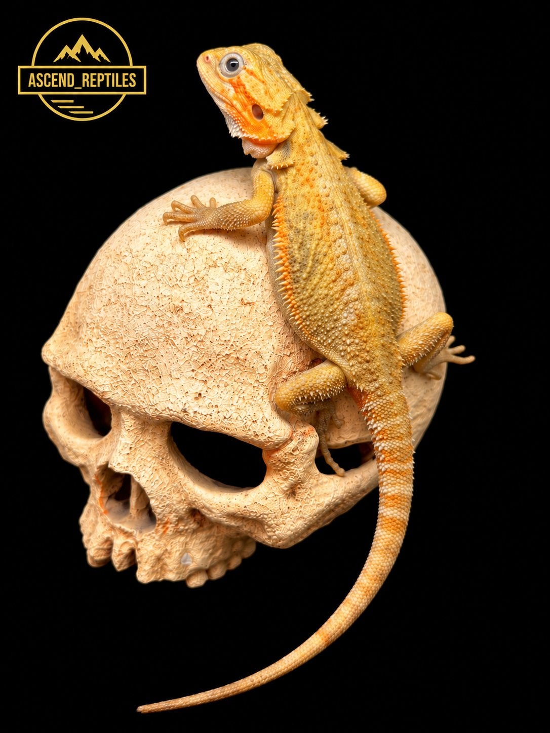 Citrus Hypo Trans vrouw – Baardagaam NK 2026 Bearded Dragon - female for sale from B.S.