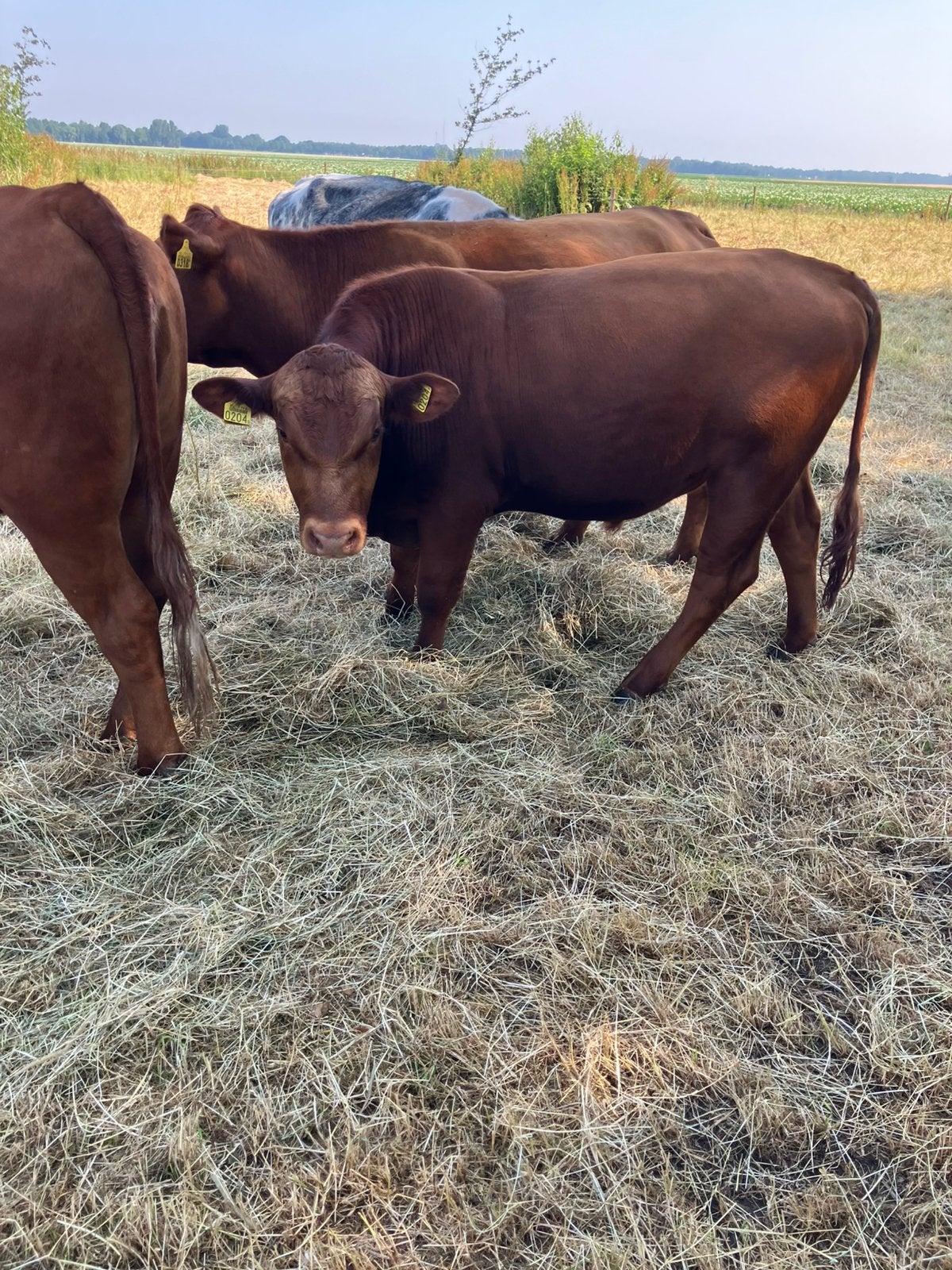 Tekoop red angus stier geboren 26-4-2025, Mannelijk, 0 tot 2 jaar