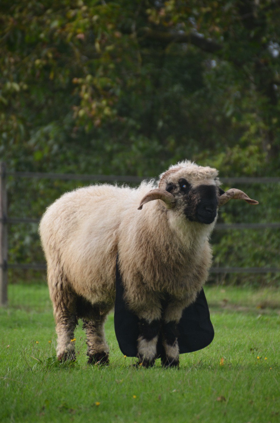 Dekram Walliser Schwarznase te huur uit Oostenrijk, Mannelijk, Schaap, 0 tot 2 jaar