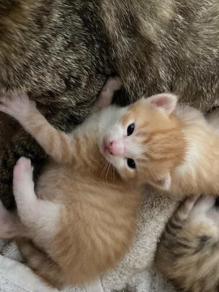 2 lieve rode kittens, Dieren en Toebehoren, Kater, Ontwormd