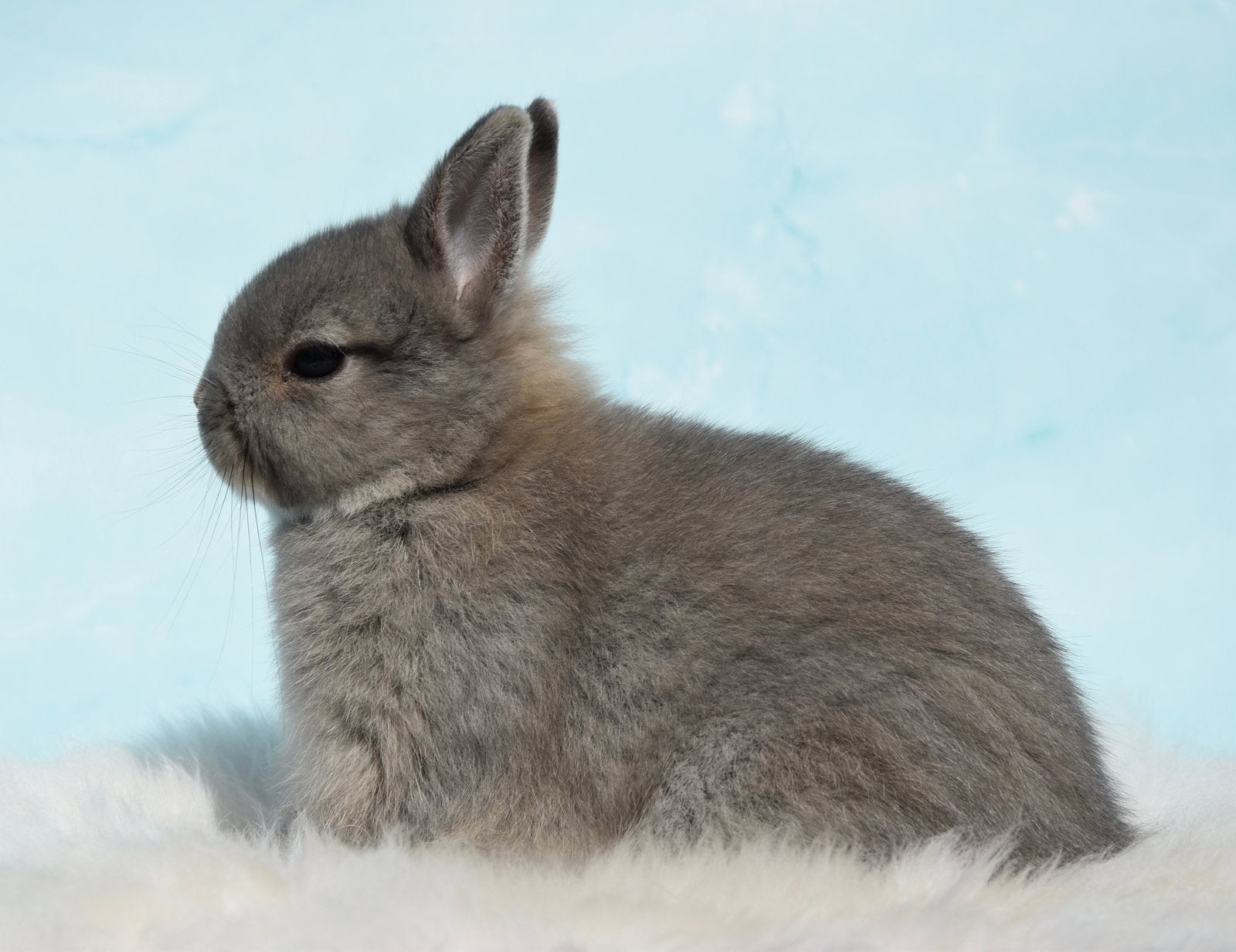 Superknap en lief kleurdwerg rammetje, Dieren en Toebehoren, Konijnen, Mannelijk, Dwerg