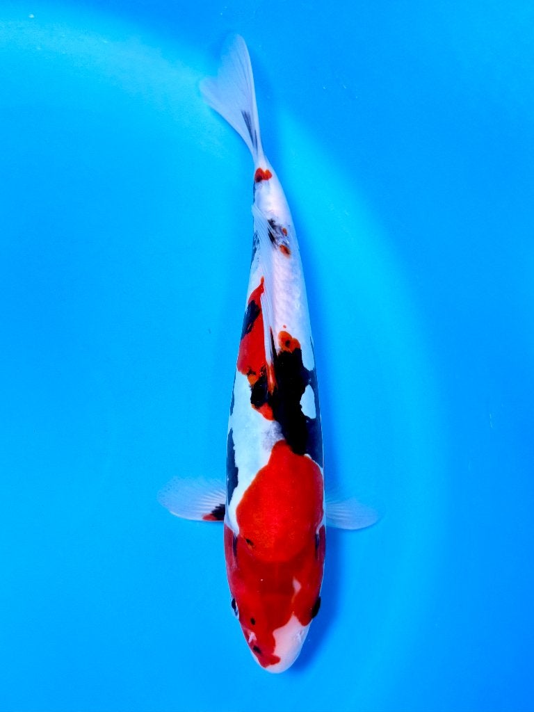 HQ Doitsu Showa | Conias Tateshita Tosai | 25-30 cm, Karper of Koi