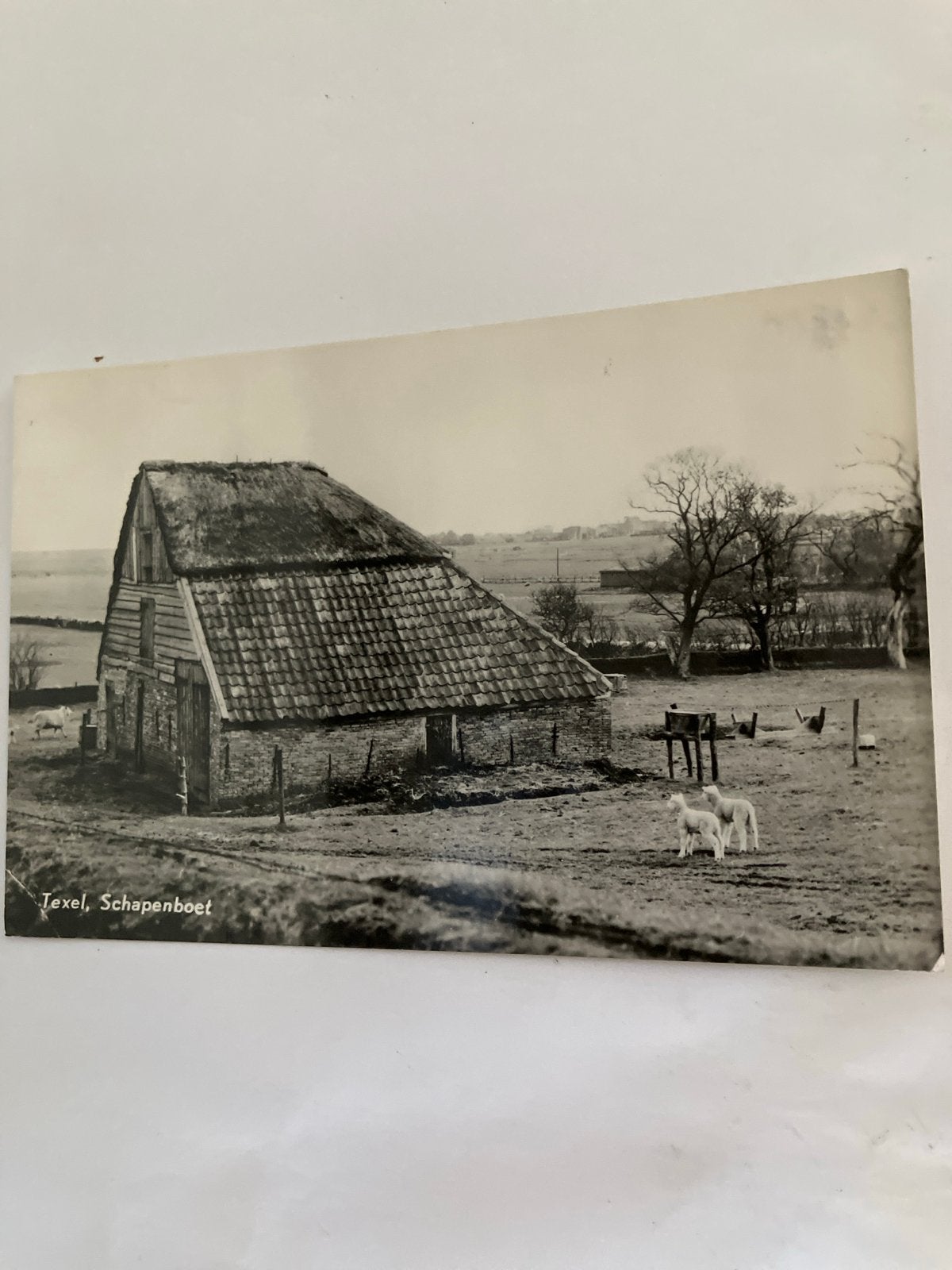 Oude foto Texel, Schapenboet - Jan de Waal, Ophalen of Verzenden, Voor 1920, Ongelopen, Waddeneilanden
