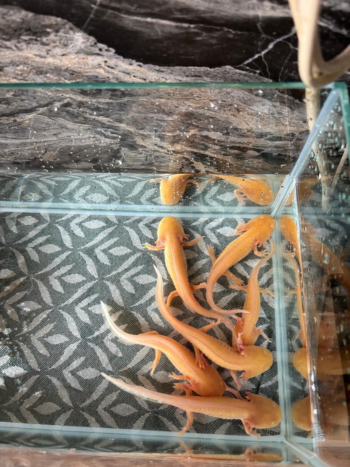 axolotl, Dieren en Toebehoren, Vis