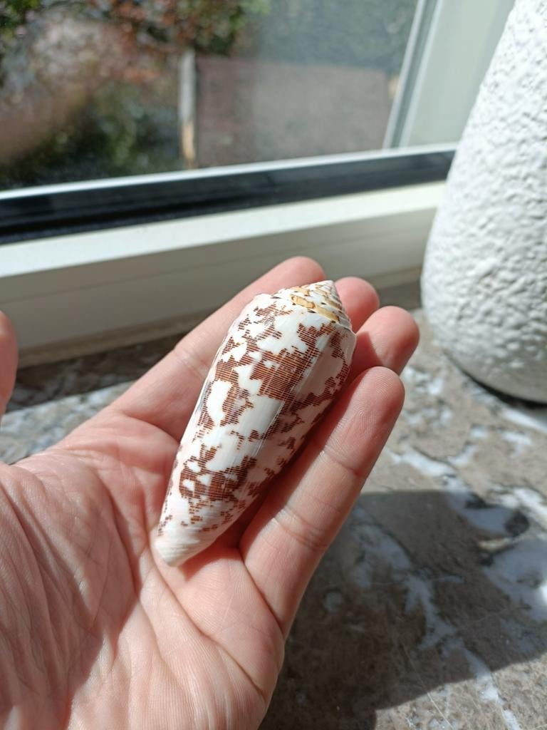 Conus striatus, Verzamelen, Ophalen of Verzenden