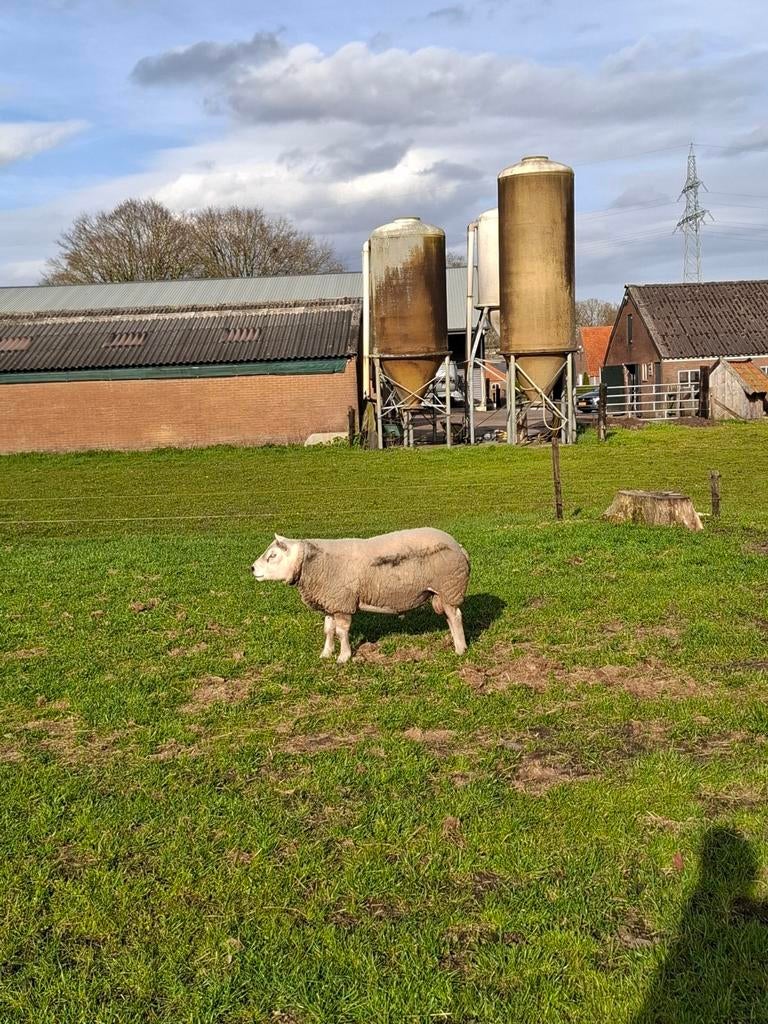 Engelse texelaar stamboek ram, Dieren en Toebehoren, Mannelijk, Schaap