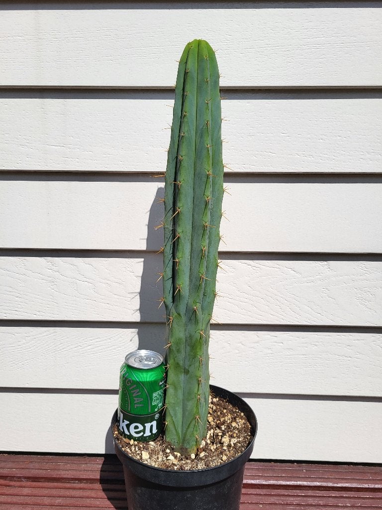 Trichocereus Bridgesii (San Pedro Cactus), Tuin en Terras, Volle zon, Vaste plant, Zomer, Ophalen