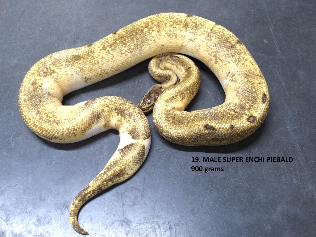 Koningspythons halwas en volwassen kweekdieren deel 1 Ball Python photo 19