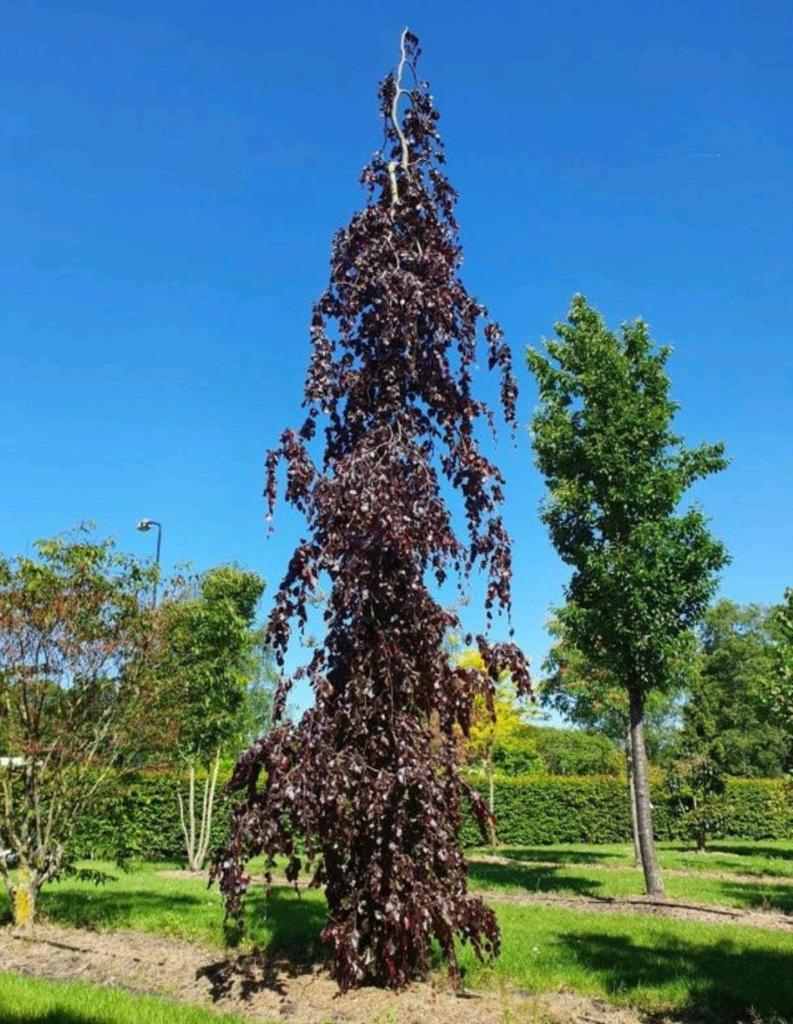 Rode treurbeuk - Fagus sylvatica 'Purpurea Pendula', Treurboom, Lente, 400 cm of meer, Ophalen
