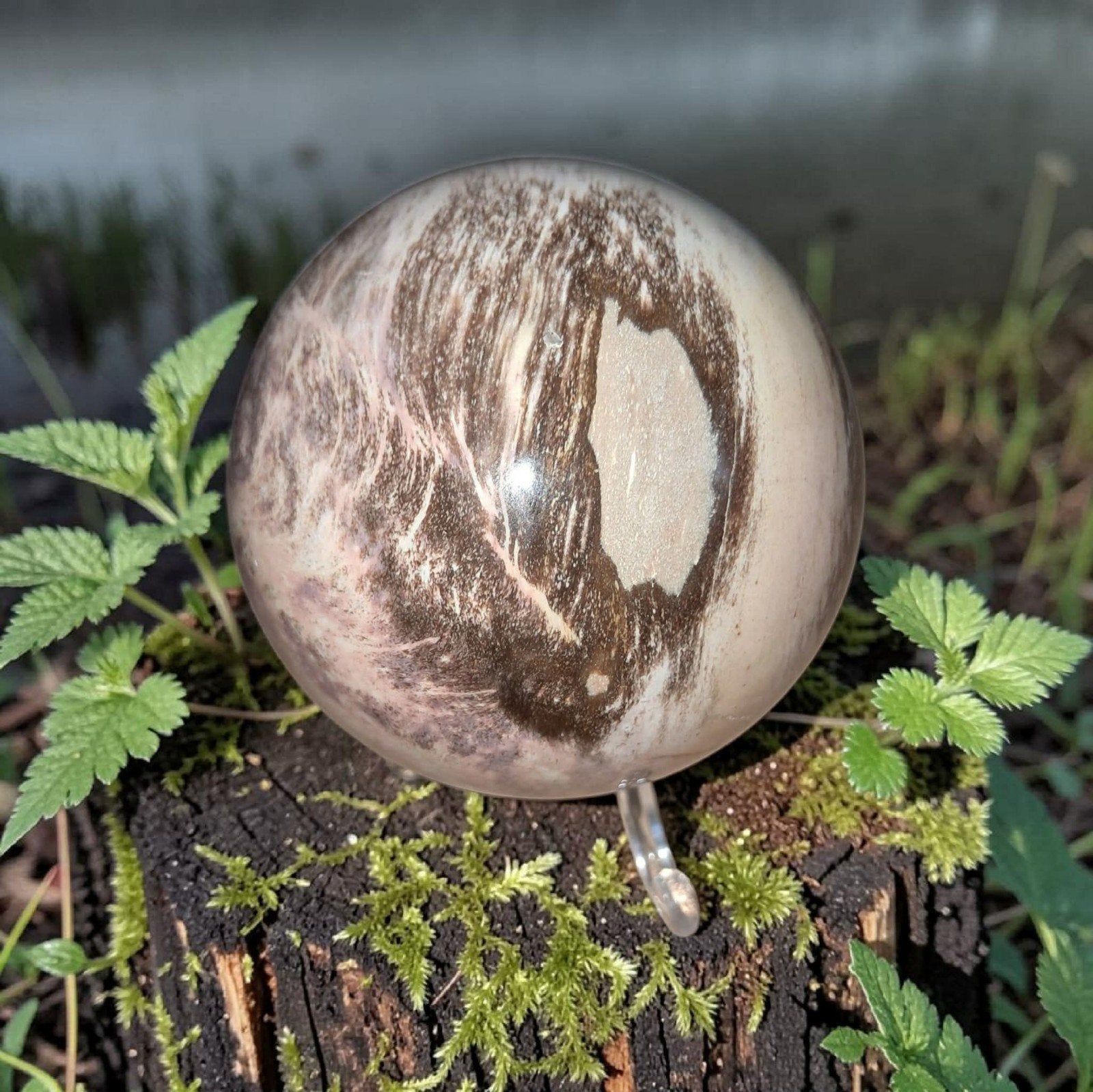 Versteend hout bol ( SALE SALE SALE), Ophalen of Verzenden, Mineraal