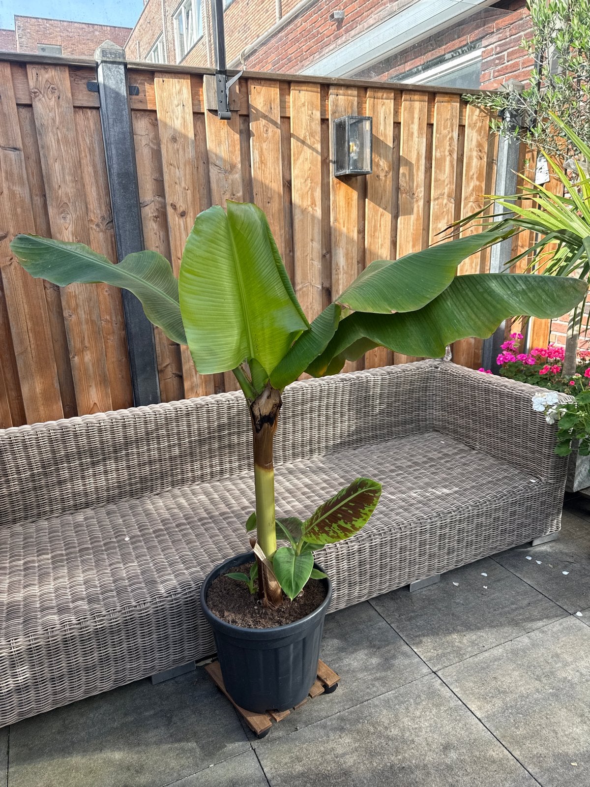 Musa Basjoo Bananenplant - Winterharde Sierplant, Volle zon, Vaste plant, Bloeit niet, Ophalen