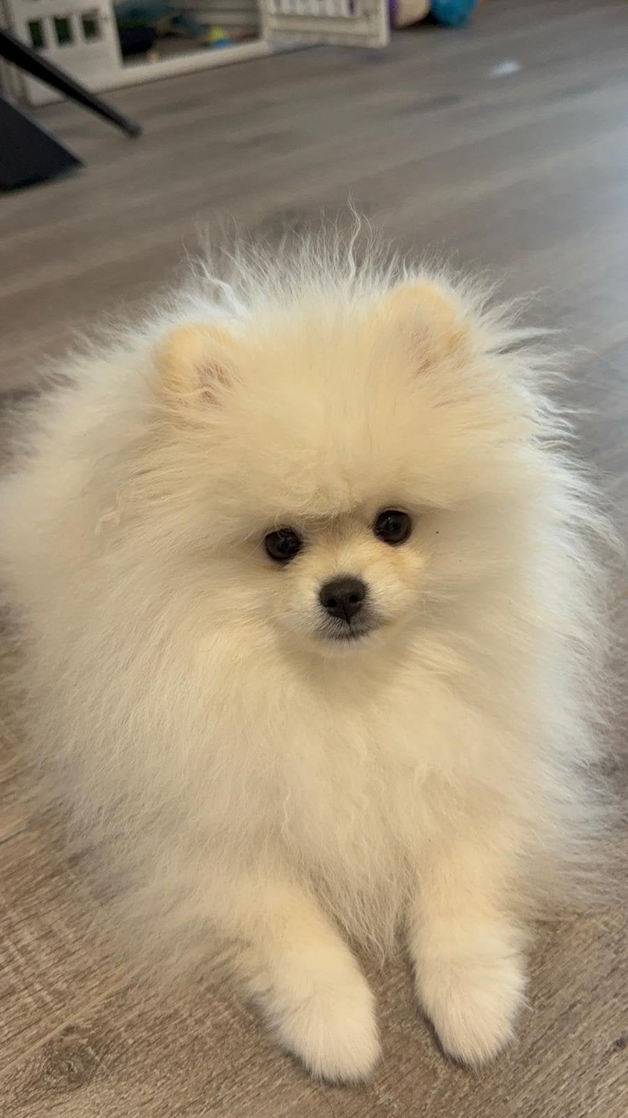 Pomeriaan Pup, 15 weken tot 1 jaar, Reu, CDV (hondenziekte), Eén hond