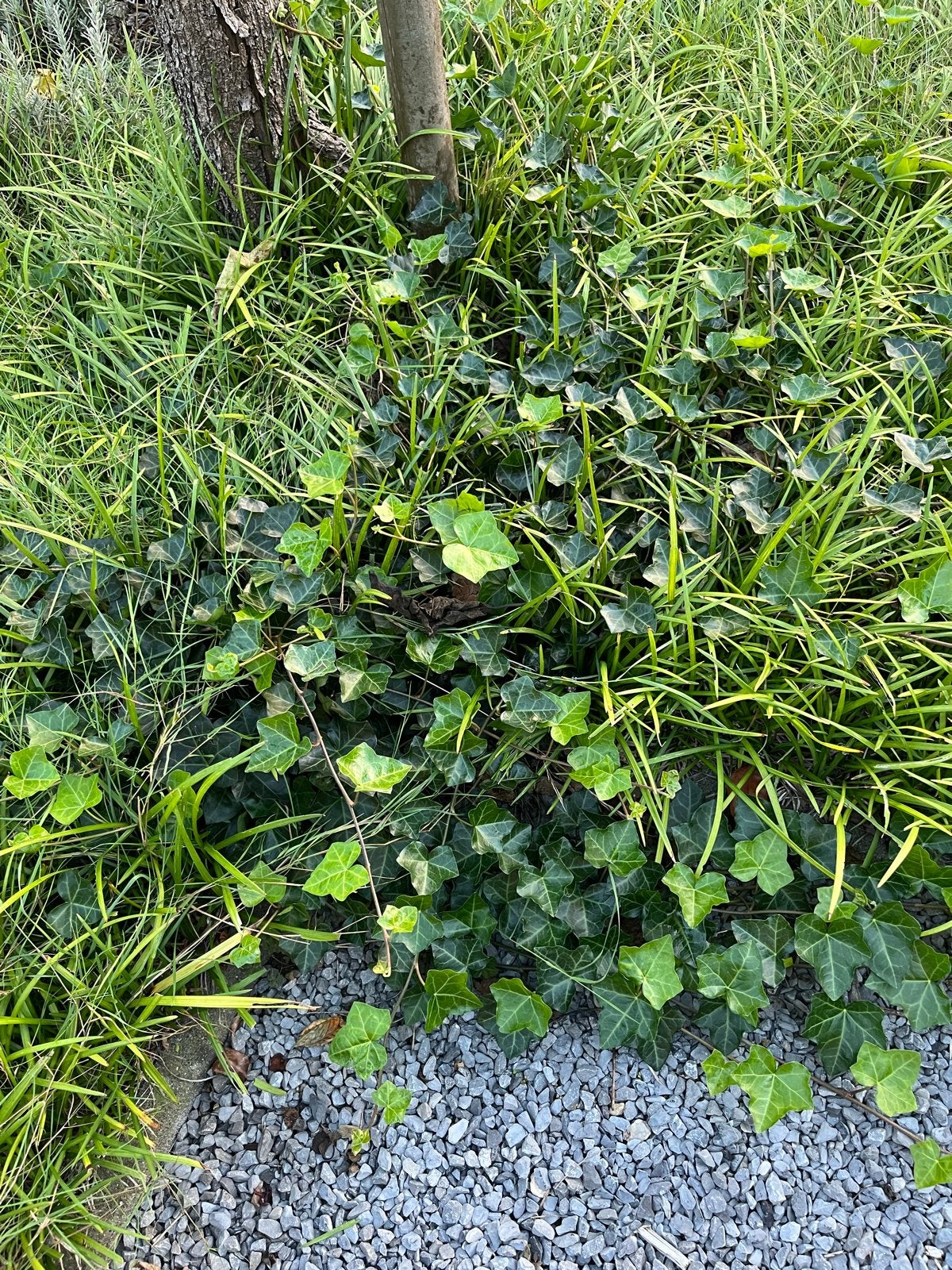 3 Klimop planten met grote wortels - zelf uitgraven, Ophalen, Vaste plant, Bloeit niet, Halfschaduw