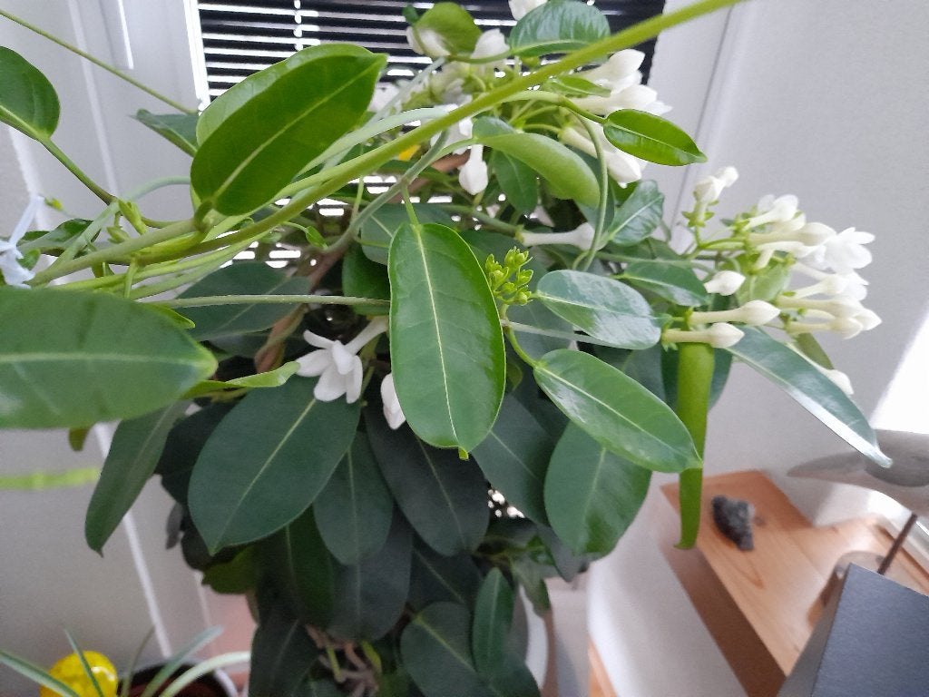 Stefanotis - Bruids- kamerplant, Ophalen, Overige soorten, Halfschaduw, Minder dan 100 cm