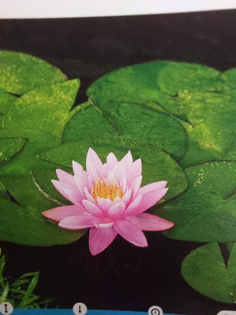 stunt waterlelie rose, Ophalen, Nieuw