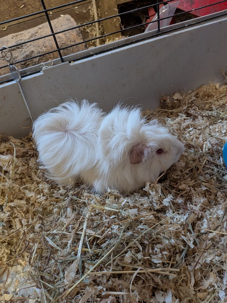 Mooie cavia beer, Dieren en Toebehoren, Juli, Mannelijk, Cavia