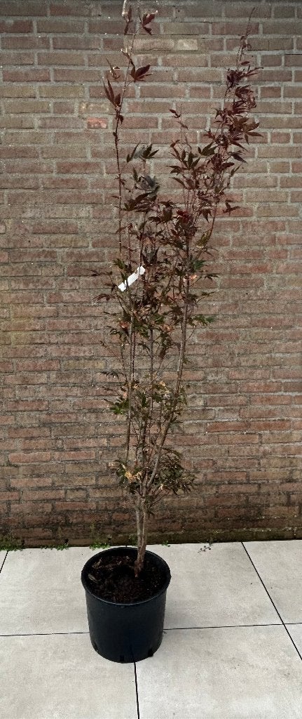 Rode Japanse esdoorn 'Bloodgood', Bloeit niet, Halfschaduw, Overige soorten, 100 tot 250 cm