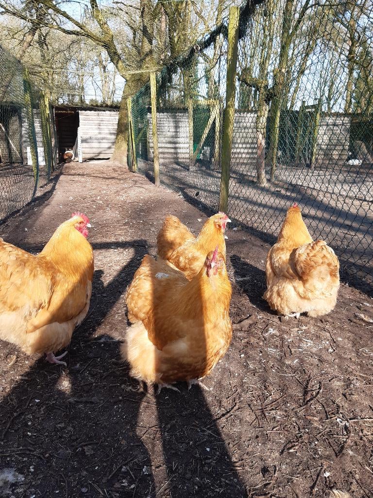orpington groot buff, Dieren en Toebehoren, Pluimvee, Kip, Geslacht onbekend