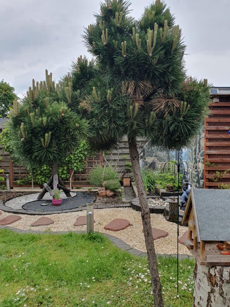 Dennenboom op stam, Tuin en Terras, Ophalen of Verzenden, 100 tot 250 cm, Zomer, Volle zon