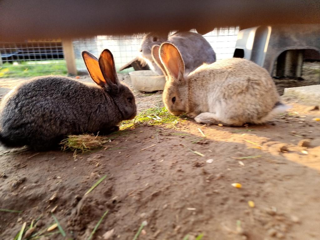 Vlaamse reuzen, Dieren en Toebehoren, Mannelijk, Groot, 0 tot 2 jaar