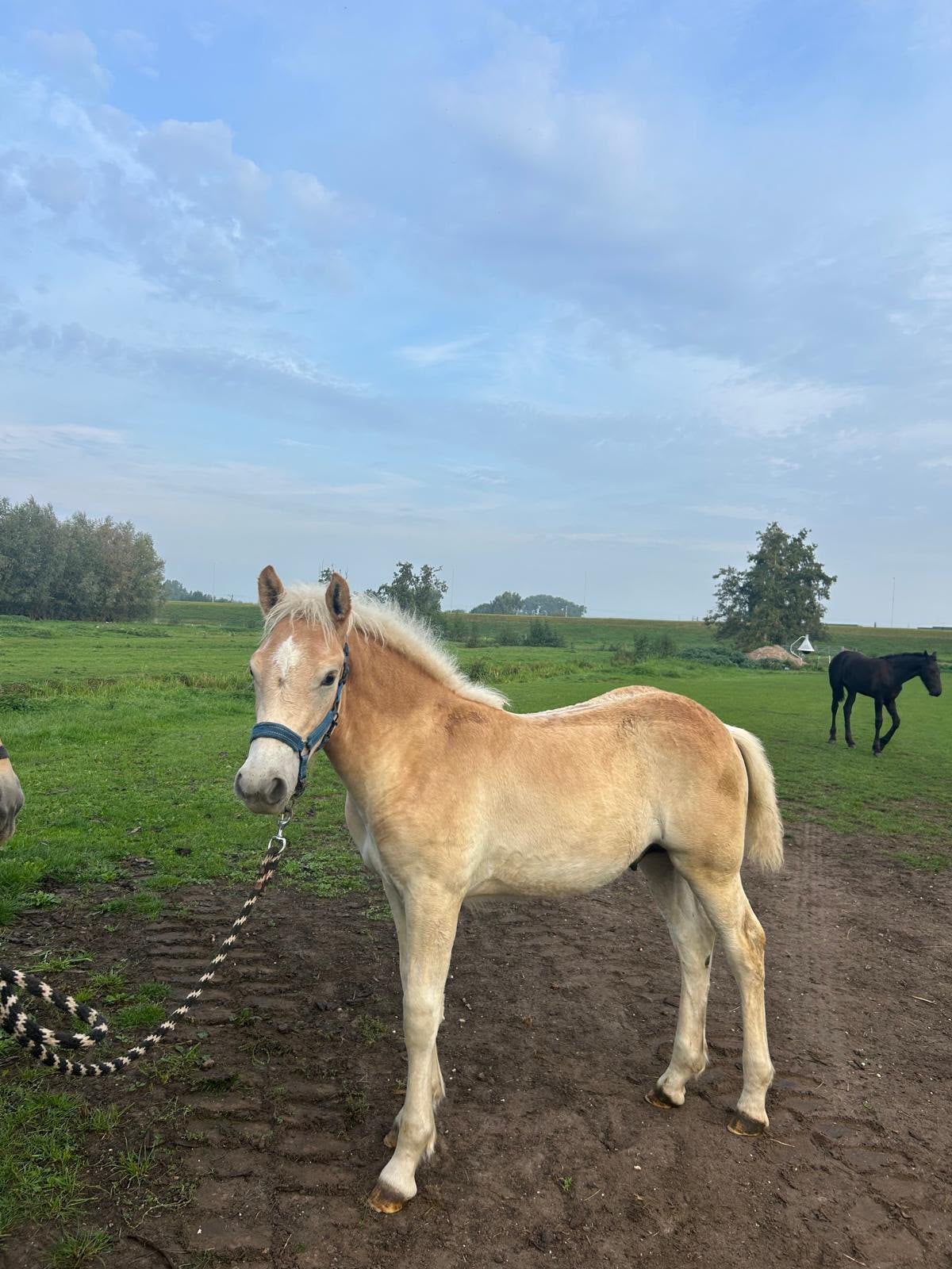 Mens gerichte Haflinger hengst veulen, Dieren en Toebehoren, Minder dan 160 cm, Met stamboom, Niet van toepassing, 0 tot 2 jaar