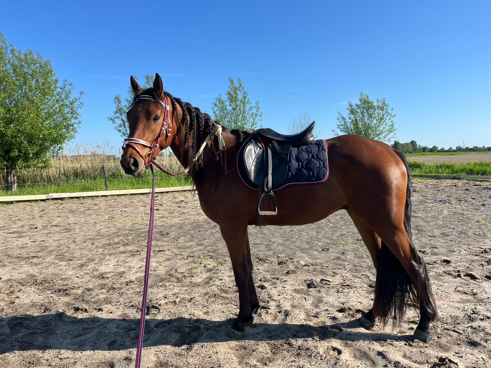 3 jarige Partbred Arabische ruin, Gechipt, Minder dan 160 cm, Ruin, 3 tot 6 jaar
