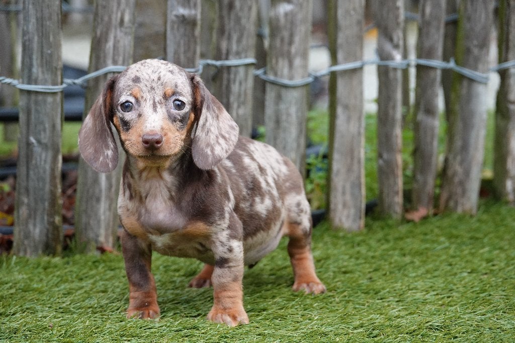 Kortharige dwergteckel pups, met stamboom; choco merle & tan, België, CDV (hondenziekte), 8 tot 15 weken, Korthaar
