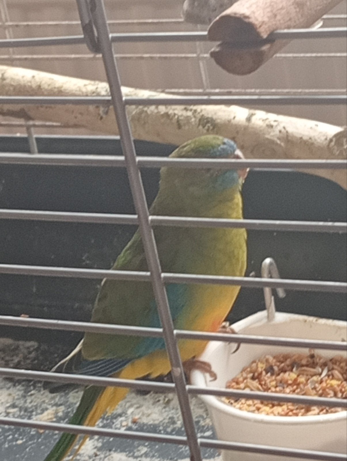 te koop turquisine parkiet, Mannelijk, Parkiet