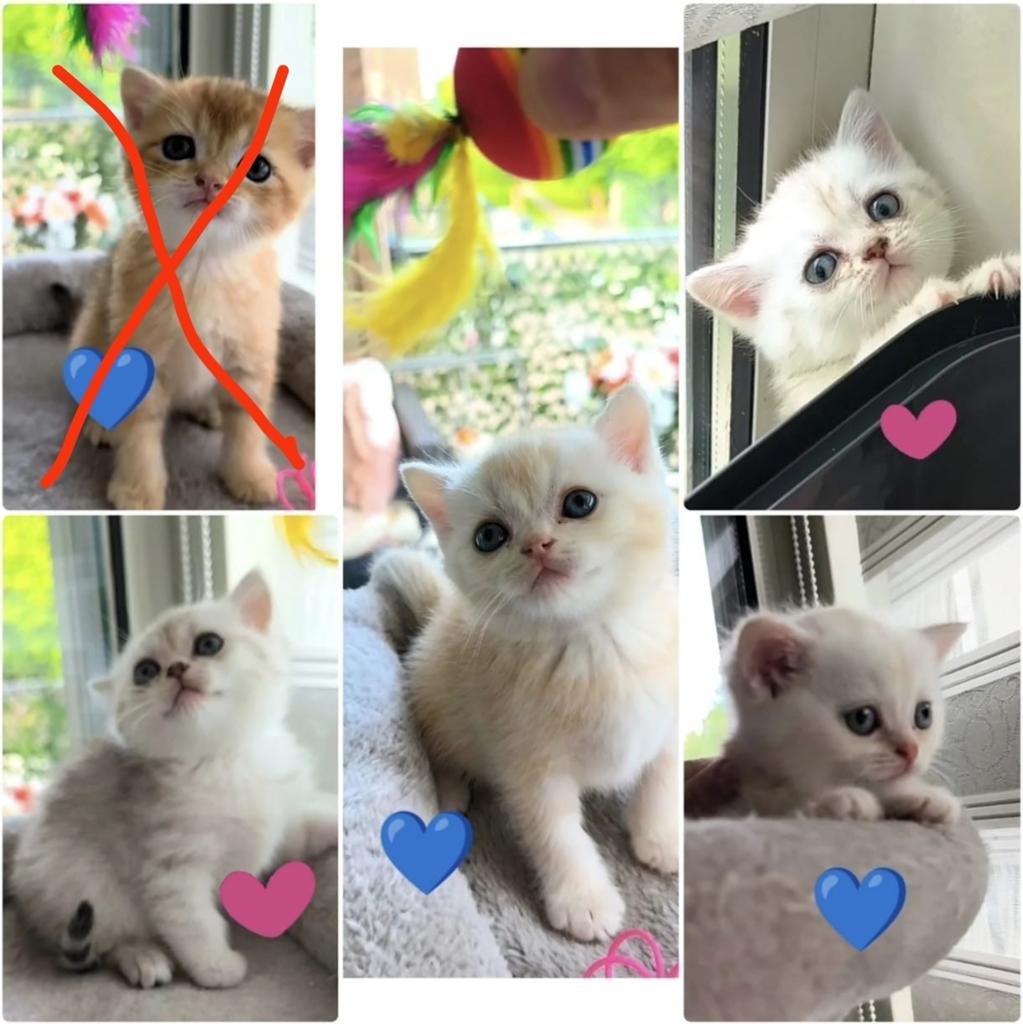 Britse korthaar kittens, Meerdere dieren, Ontwormd, 0 tot 2 jaar