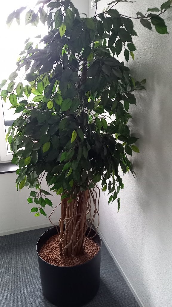 Ficus Benjamin kunstplant, Ophalen, Binnen, Groen, Handgemaakt
