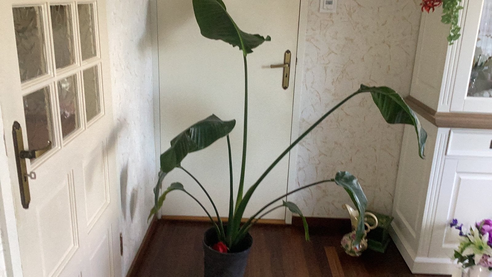 Grote kamerplant Strelitzia, Overige soorten, 150 tot 200 cm, Groene kamerplant, Halfschaduw