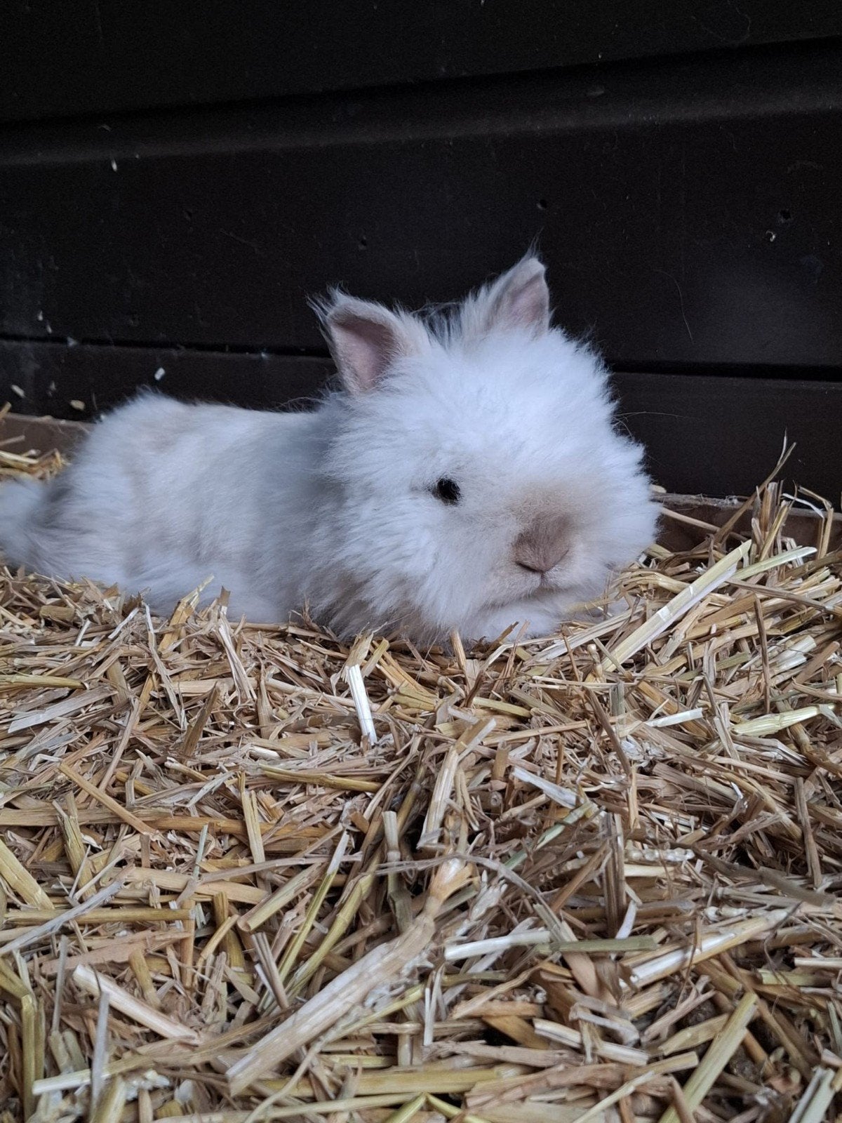 Teddy dwerg konijn, Dieren en Toebehoren, Konijnen, Mannelijk, Dwerg, 0 tot 2 jaar