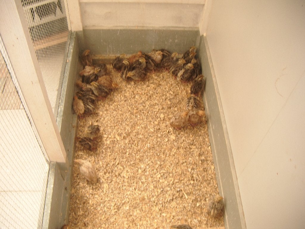 Te Koop Japanse kwartels, Dieren en Toebehoren, Geslacht onbekend, Overige soorten
