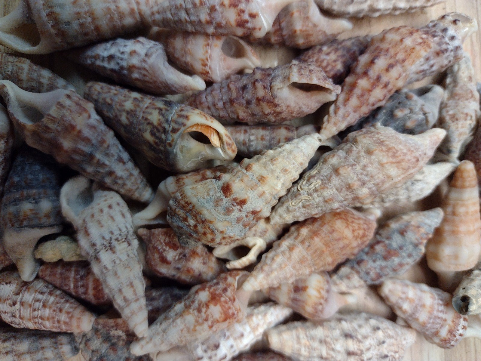 schelpen zakje 250 gram no. 3, Ophalen, Zee en Strand, Nieuw, Natuurlijk materiaal