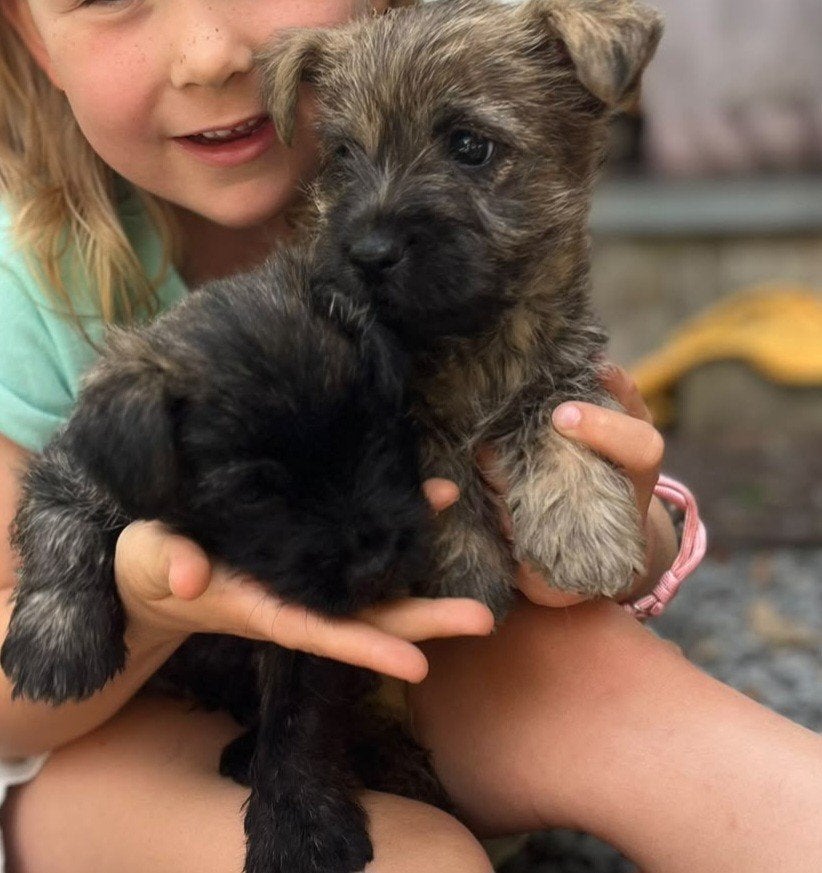 Cairnterrier pup vrouwtje te reserveren, Dieren en Toebehoren, Honden | Jack Russells en Terriërs, België, Particulier, Overige rassen