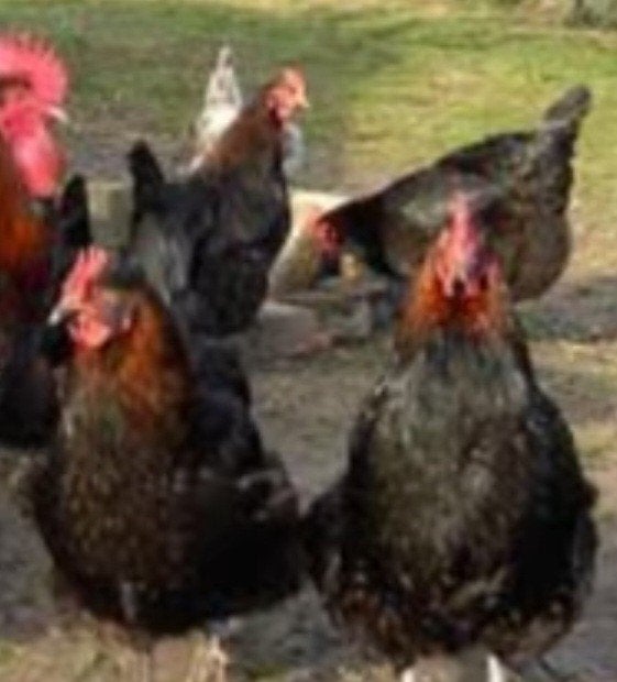 te koop 5 grote marans hennen, Dieren en Toebehoren, Vrouwelijk, Kip