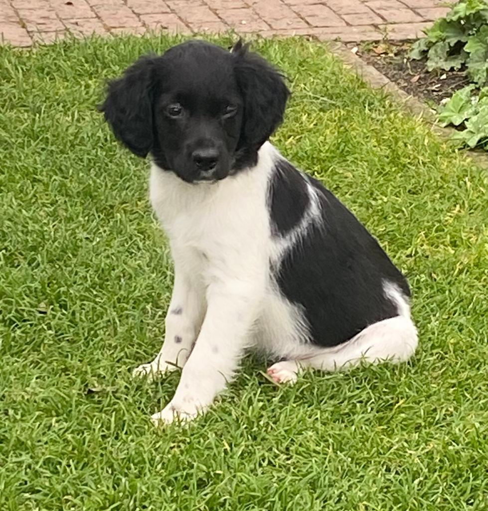 Prachtige FRIESE STABIJ x HEIDEWACHTEL pups, Dieren en Toebehoren, Parvo, Nederland, 8 tot 15 weken, Meerdere
