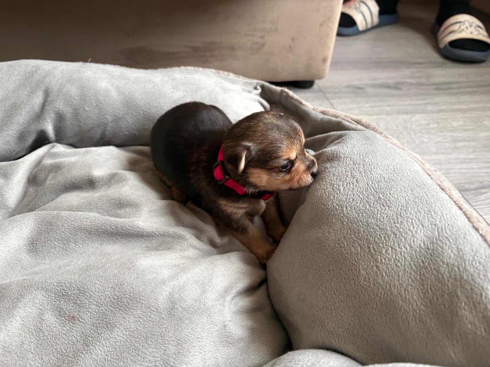 Prachtige Pomchi pups te koop – 1 reutje & 4 teefjes, Overige rassen, 8 tot 15 weken, CDV (hondenziekte), Meerdere