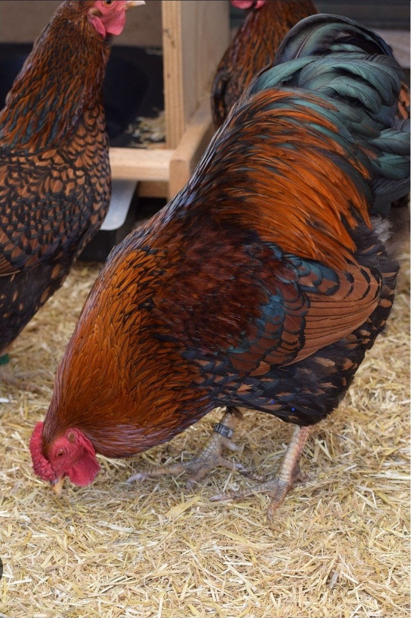verschillende soorten kippen en hanen gezocht, Meerdere dieren, Kip