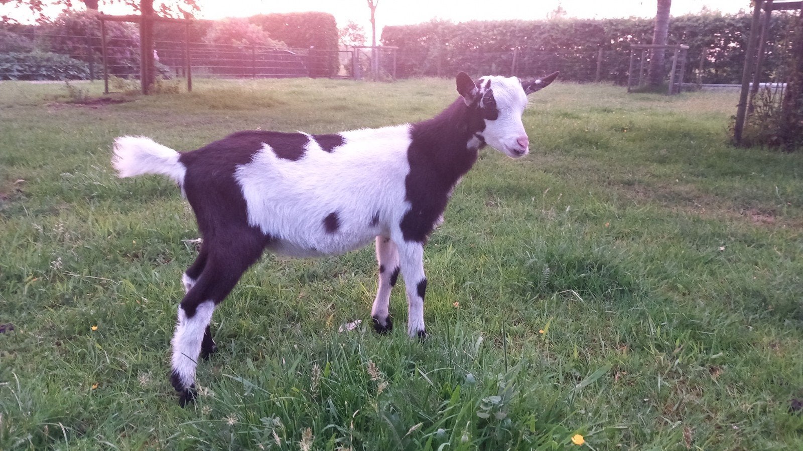 Prachtige bonte bok, Dieren en Toebehoren, Mannelijk, Geit