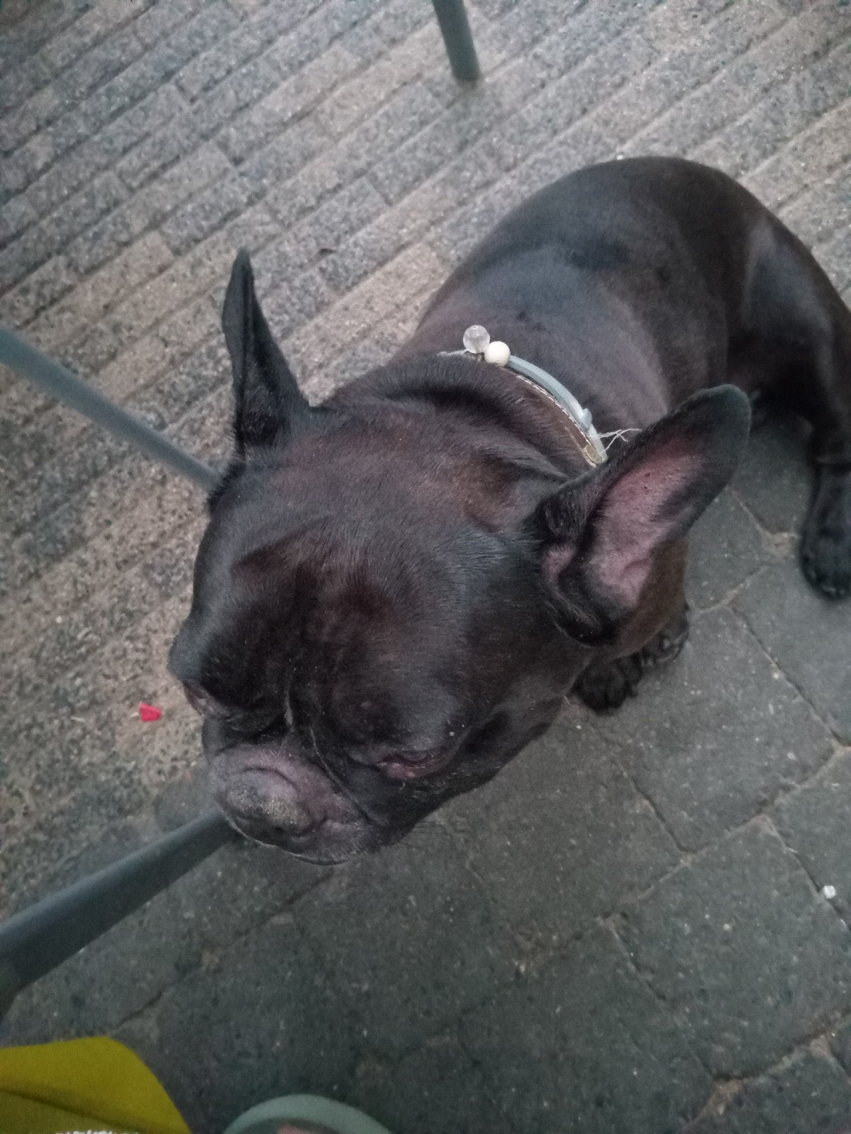 goeduitziende frans Bulldog  6 jaar bied zich aan als dekreu, Dieren en Toebehoren, Honden | Bulldogs, Pinschers en Molossers