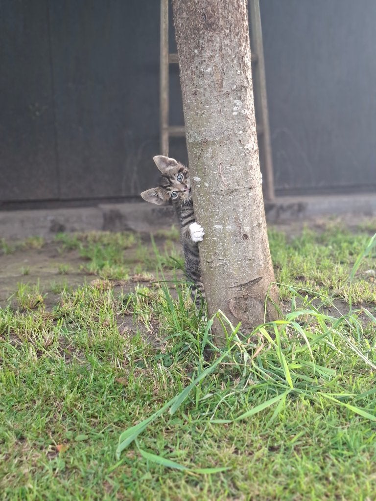 Kitten, Dieren en Toebehoren, Katten en Kittens | Raskatten | Korthaar, Poes, 0 tot 2 jaar