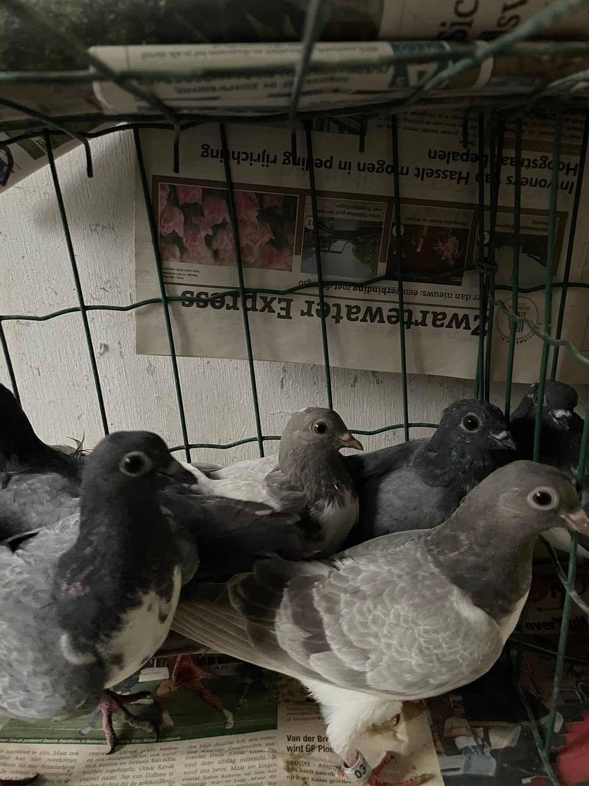 10 sierduiven., Dieren en Toebehoren, Meerdere dieren, Tuimelaar of Roller