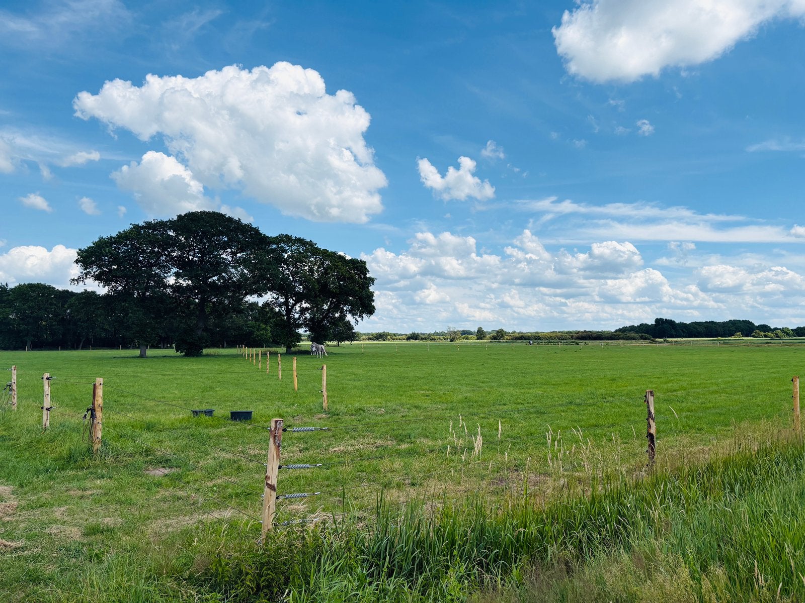 Vanaf 1 juli zomerweide voor paarden/ pony’s Oldeberkoop.